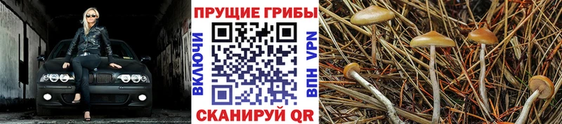 Псилоцибиновые грибы мухоморы  наркотики  Кинель 